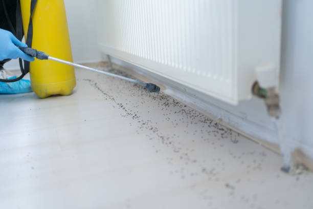 Best Cockroach Control Services  in Church Hill, MD